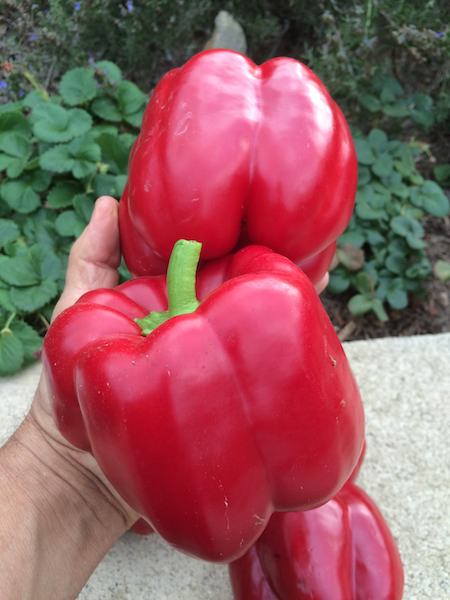 Džinovska babura paprika (30 semenki) plod do 850gr.