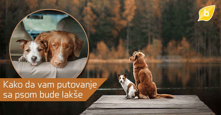 Oktobar jedan - Kako da vam putovanje sa psom bude lakše